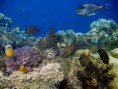 /album/under-water-photography/crw-1716-jpg/