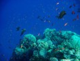 /album/under-water-photography/crw-1723-jpg/