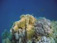 /album/under-water-photography/crw-1750-jpg/