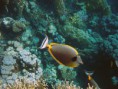 /album/under-water-photography/crw-1752-jpg/