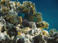 /album/under-water-photography/crw-1759-jpg/