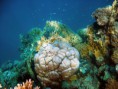 /album/under-water-photography/crw-1770k-jpg/