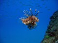 /album/under-water-photography/crw-2025-jpg/