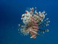 /album/under-water-photography/crw-2035-jpg/