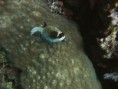 /album/under-water-photography/crw-2567-jpg/