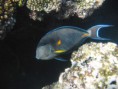 /album/under-water-photography/img-1623-jpg/