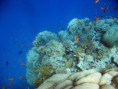 /album/under-water-photography/img-1650-jpg/