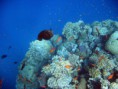 /album/under-water-photography/img-1652-jpg/