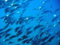 /album/under-water-photography/img-1905-jpg/