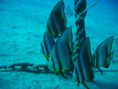 /album/under-water-photography/img-1909-jpg/