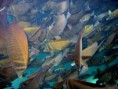 /album/under-water-photography/img-1918-jpg/