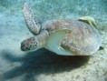 /album/under-water-photography/img-1958-jpg/