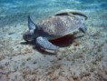 /album/under-water-photography/img-1961-jpg/