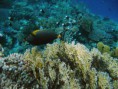 /album/under-water-photography/img-1973-jpg/