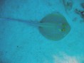 /album/under-water-photography/img-1978-jpg/