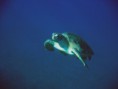 /album/under-water-photography/img-1992-jpg/