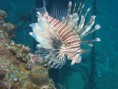 /album/under-water-photography/img-2039-jpg/