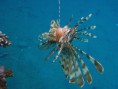 /album/under-water-photography/img-2048-jpg/