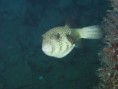 /album/under-water-photography/img-2075-jpg/