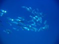 /album/under-water-photography/img-2078-jpg/