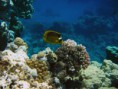/album/under-water-photography/img-2178-jpg/