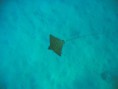 /album/under-water-photography/img-2199-jpg/