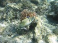 /album/under-water-photography/img-2232-jpg/