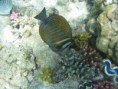/album/under-water-photography/img-2240-jpg/
