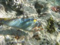/album/under-water-photography/img-2261-jpg/