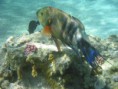 /album/under-water-photography/img-2272-jpg/