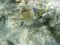 /album/under-water-photography/img-2299-jpg/