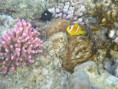 /album/under-water-photography/img-2344-jpg/