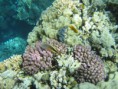 /album/under-water-photography/img-2470-jpg/