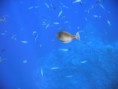/album/under-water-photography/img-2531-jpg/