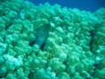 /album/under-water-photography/img-2563-jpg/