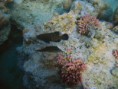 /album/under-water-photography/img-2603-jpg/