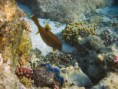 /album/under-water-photography/img-2606-jpg/