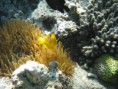 /album/under-water-photography/img-5000-jpg/